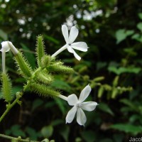 Plumbago zeylanica L.